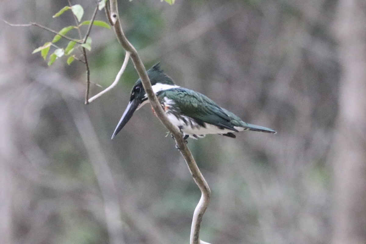 Amazon Kingfisher - ML151662311