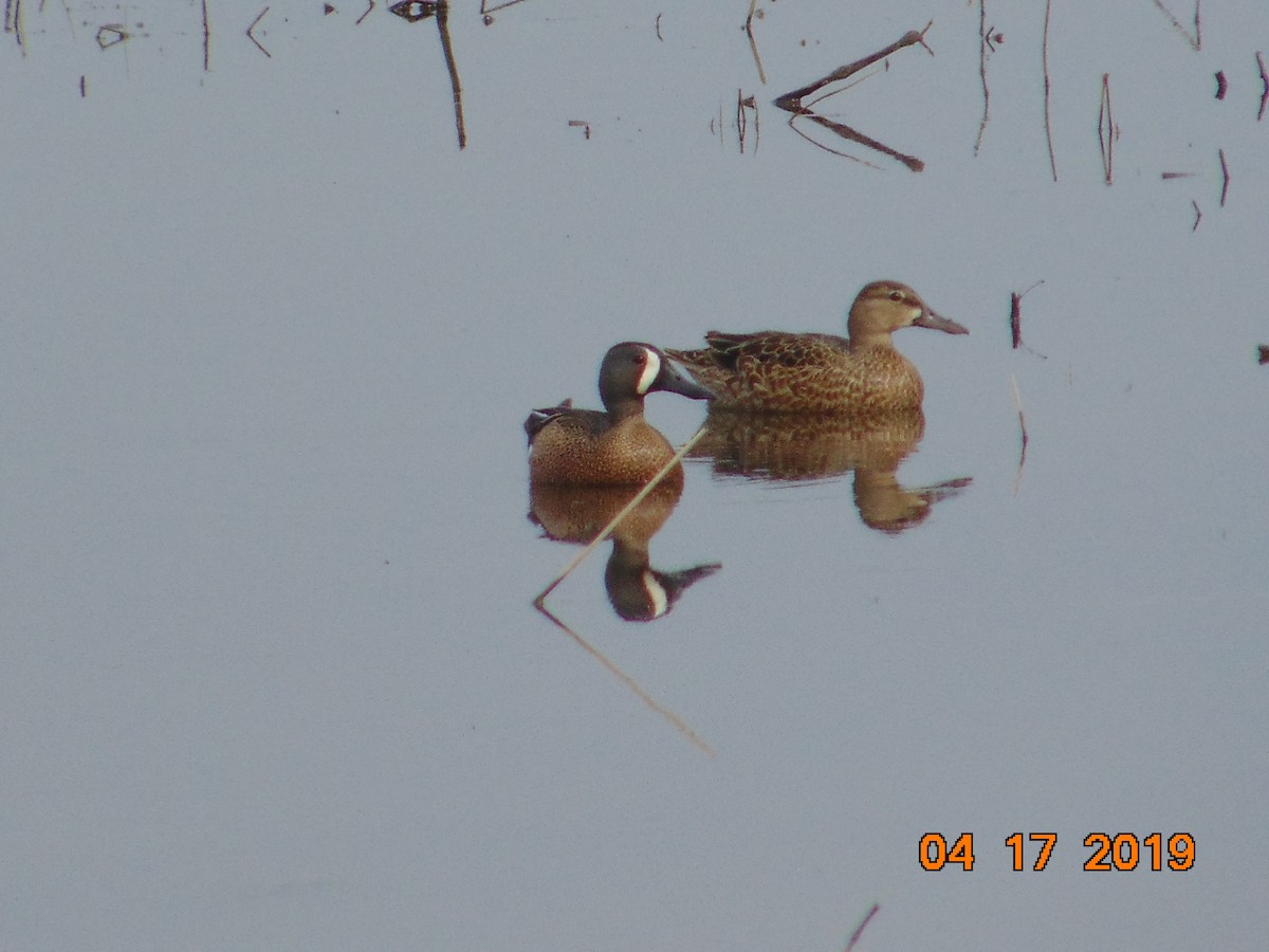 Blue-winged Teal - ML151662551