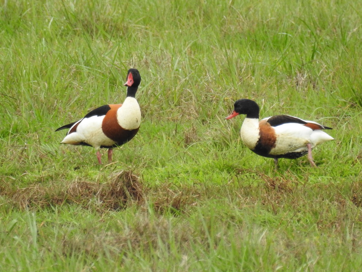 Common Shelduck - ML151662661