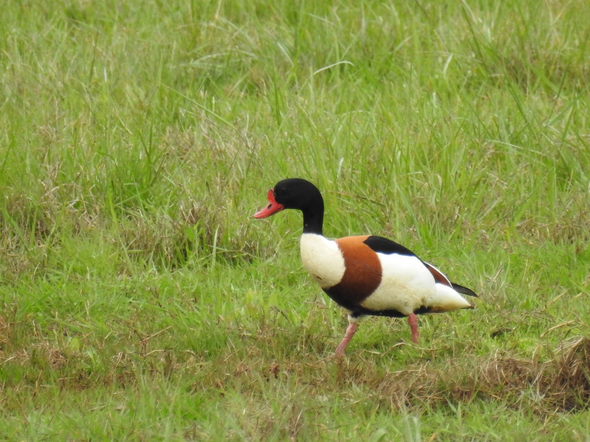 Common Shelduck - Jon Iratzagorria Garay