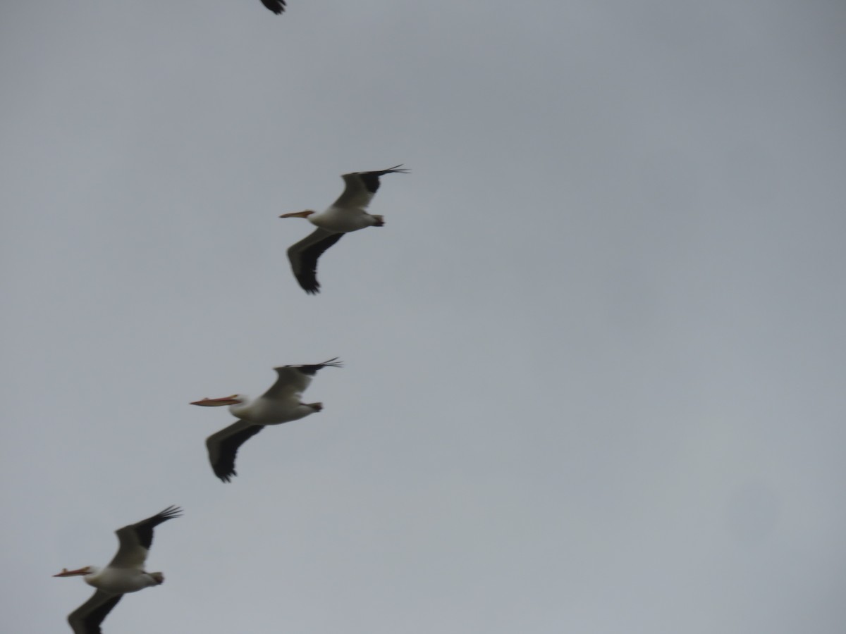 pelikán severoamerický - ML151662771