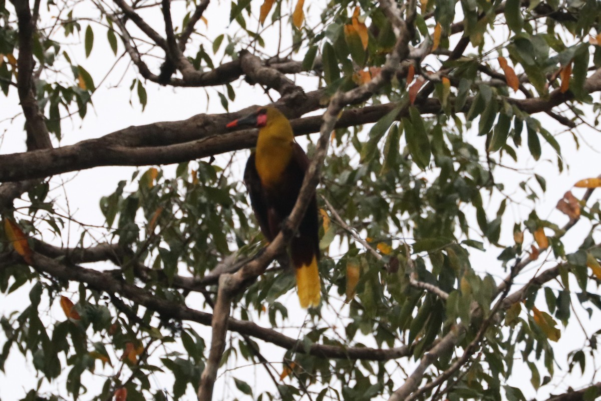 Olive Oropendola - ML151663131