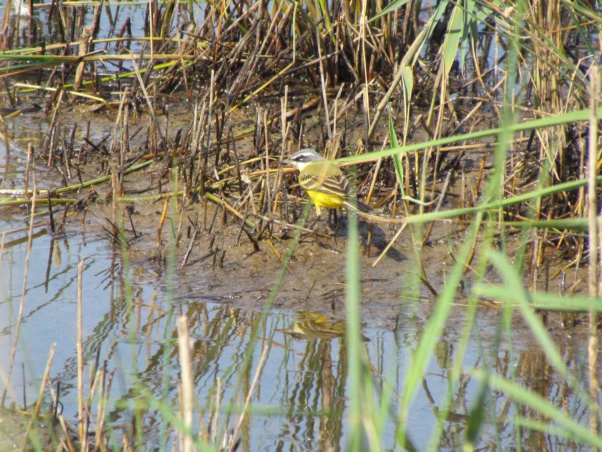 Western Yellow Wagtail - ML151663651