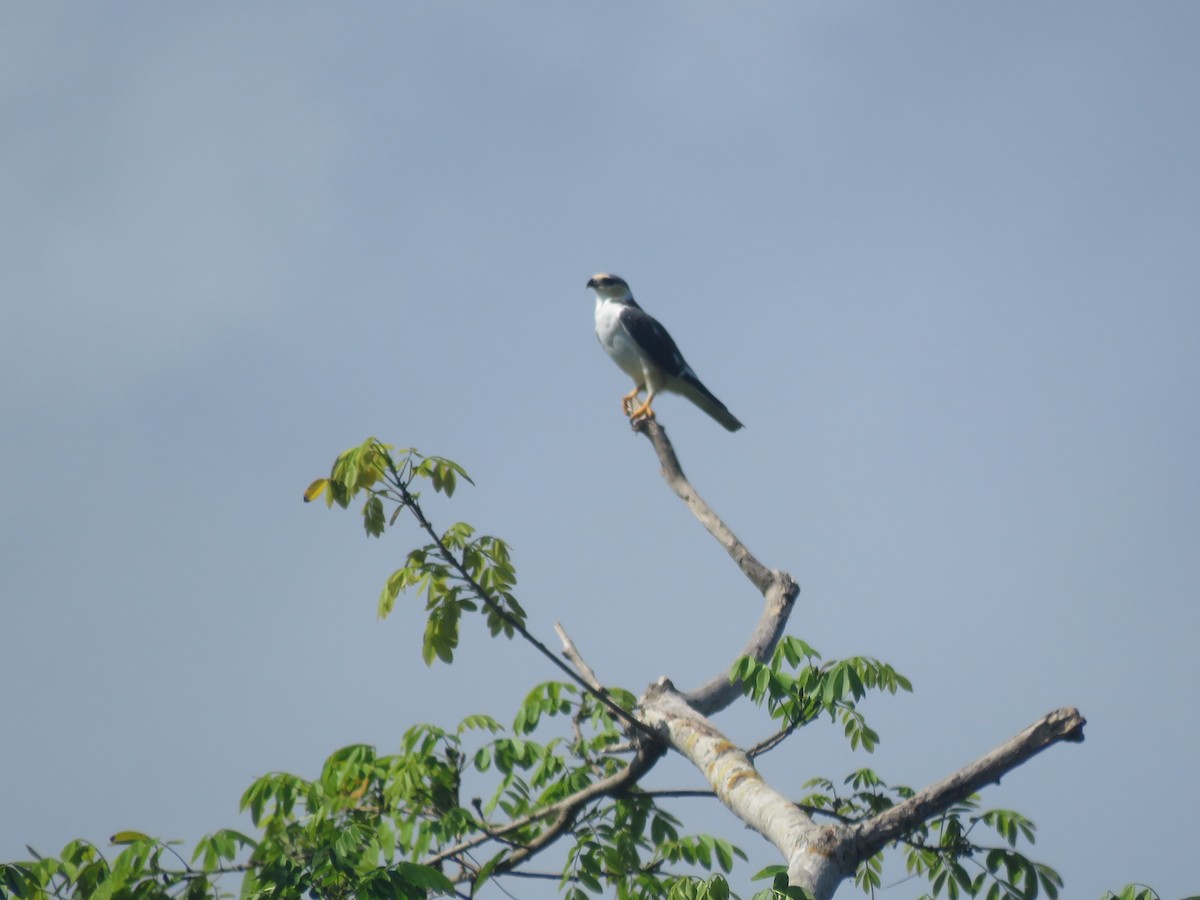 Pearl Kite - Jorge Alcalá