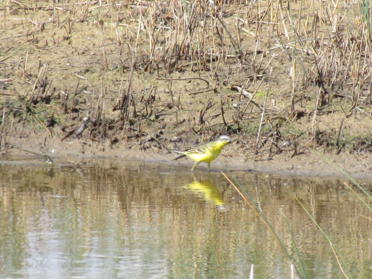 Western Yellow Wagtail (flava/beema) - ML151663731