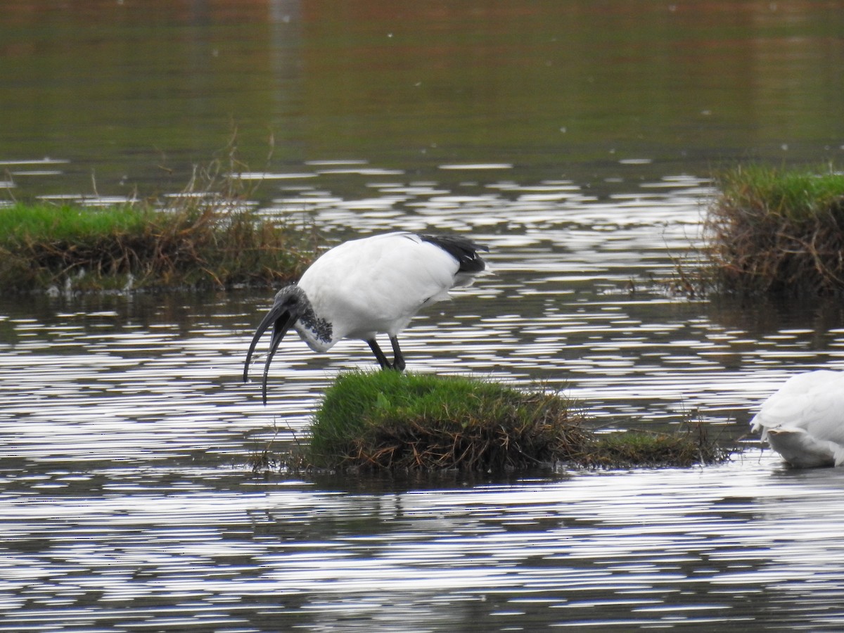 African Sacred Ibis - Jon Iratzagorria Garay