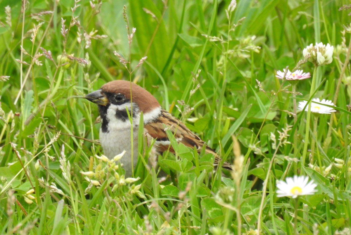 Eurasian Tree Sparrow - Jon Iratzagorria Garay