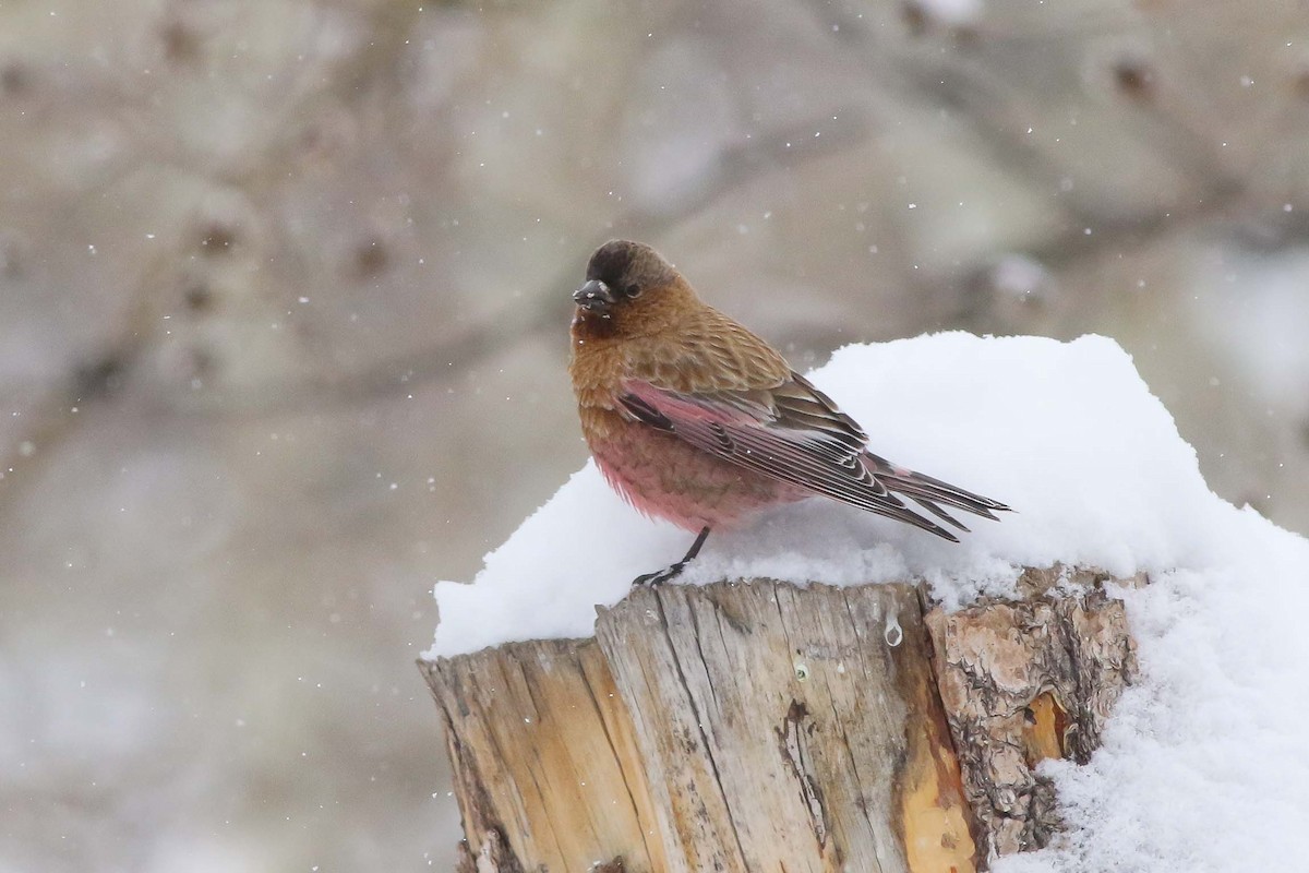 Brown-capped Rosy-Finch - ML151665001