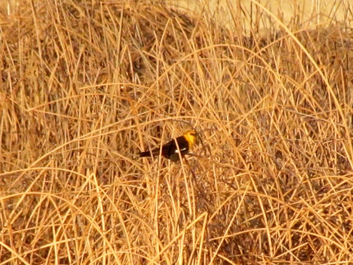 Yellow-headed Blackbird - ML151665011
