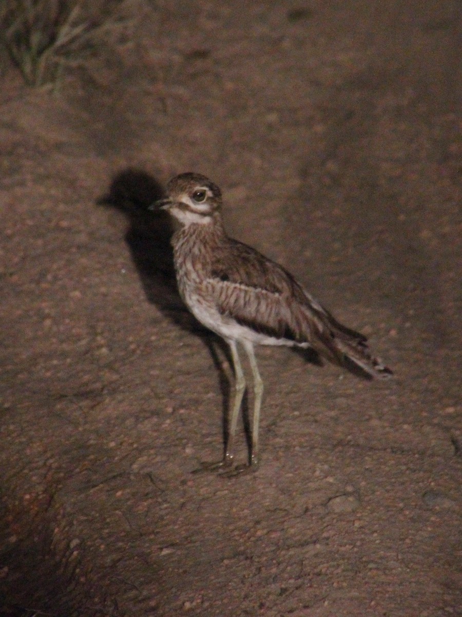 Water Thick-knee - ML151665621