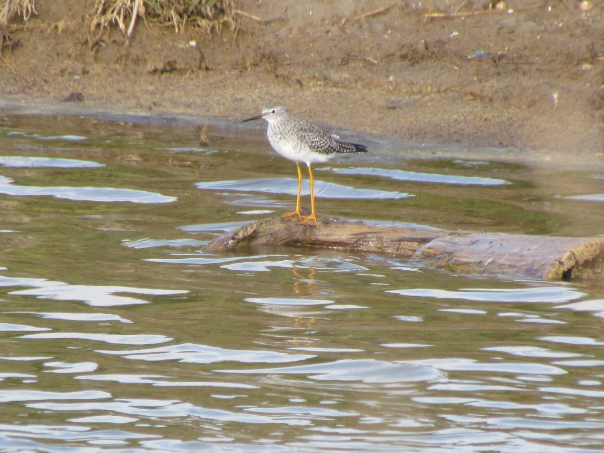 Lesser Yellowlegs - ML151666611