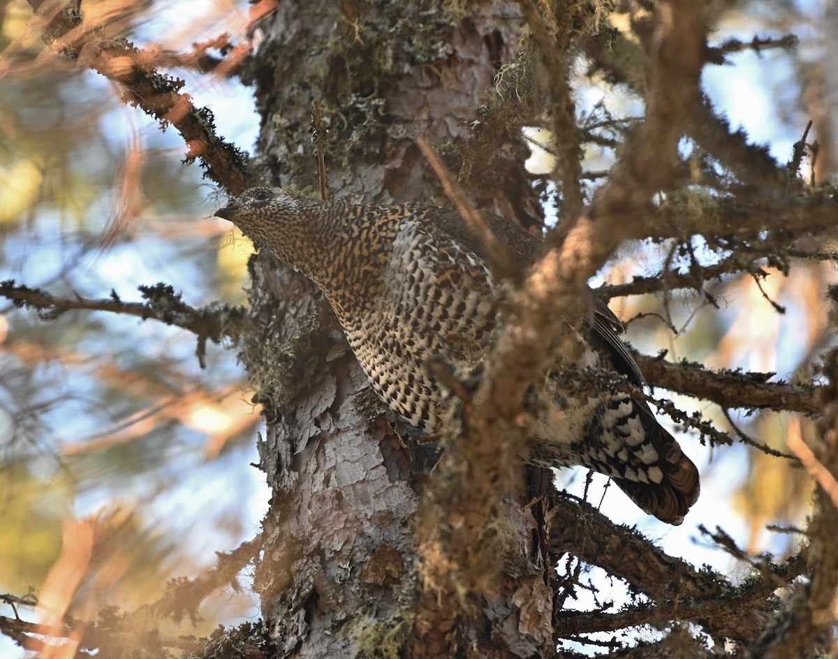 Spruce Grouse - ML151668941