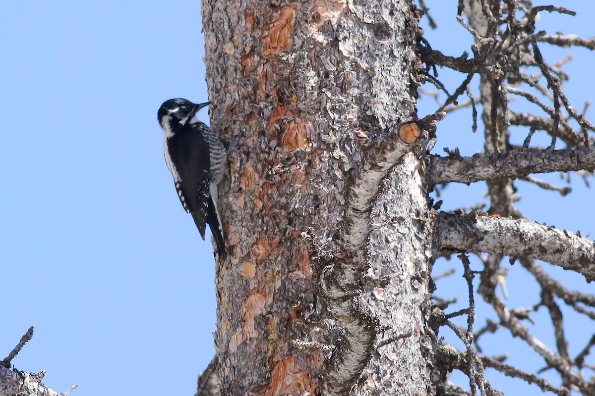 American Three-toed Woodpecker (Rocky Mts.) - ML151669971