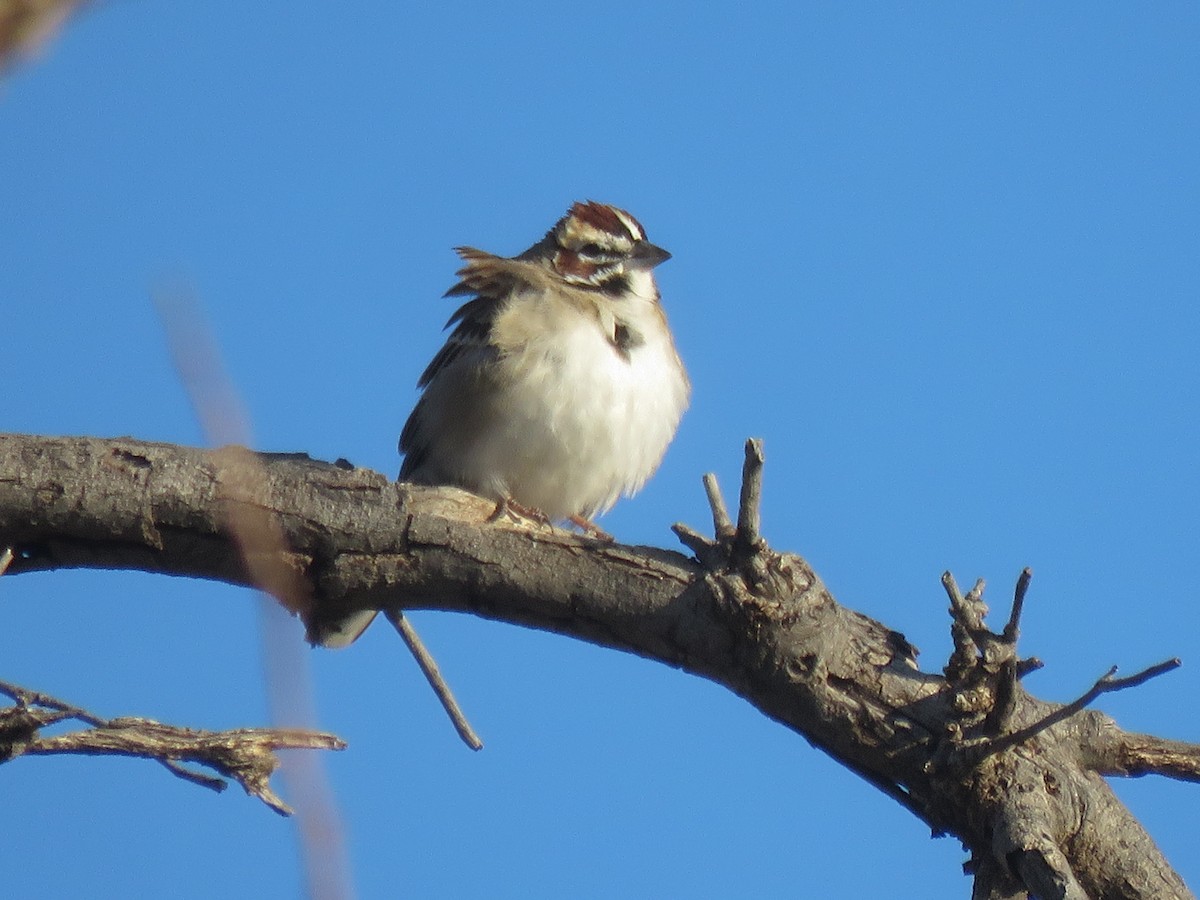 Lark Sparrow - ML151671121