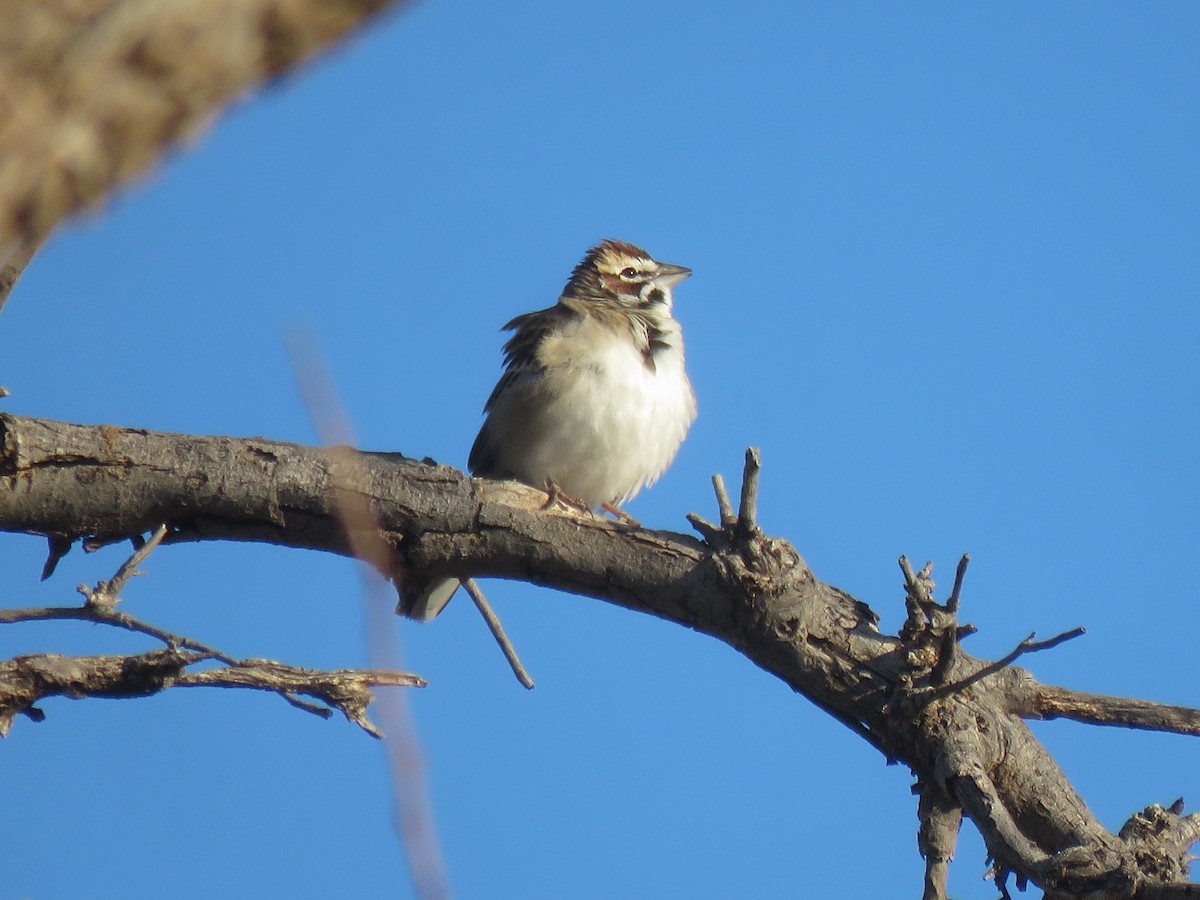 Lark Sparrow - ML151671131