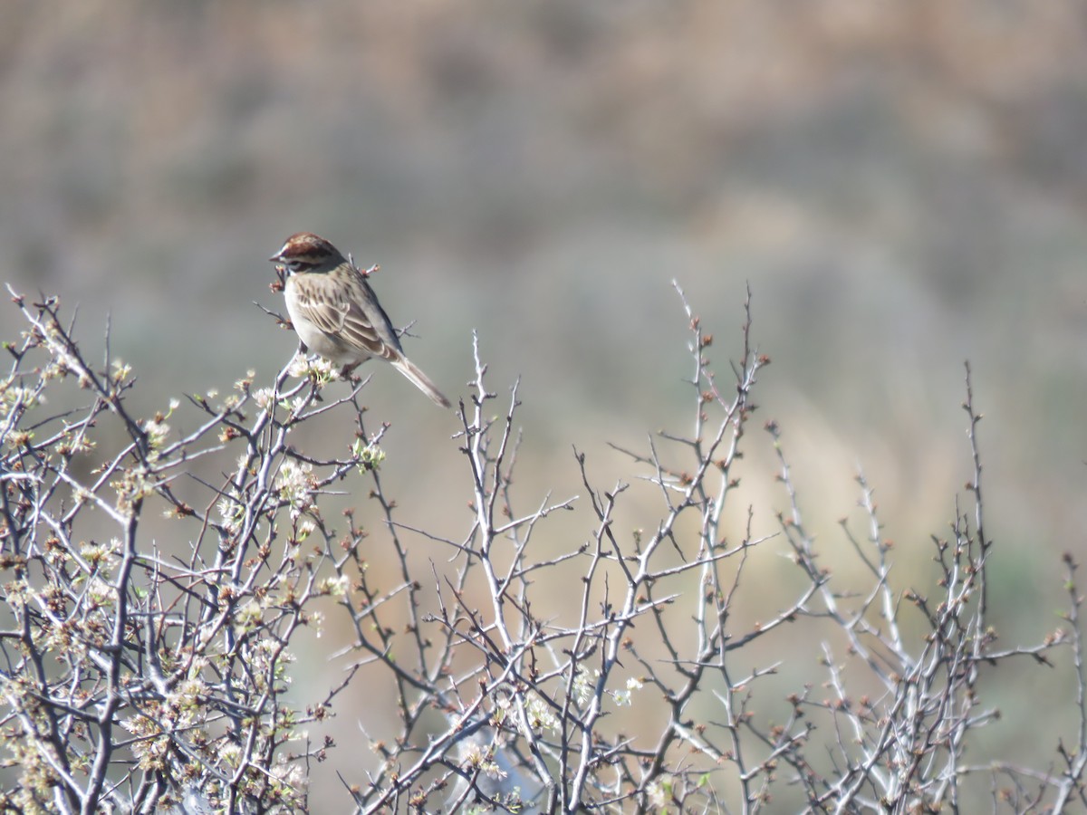 Lark Sparrow - ML151671311