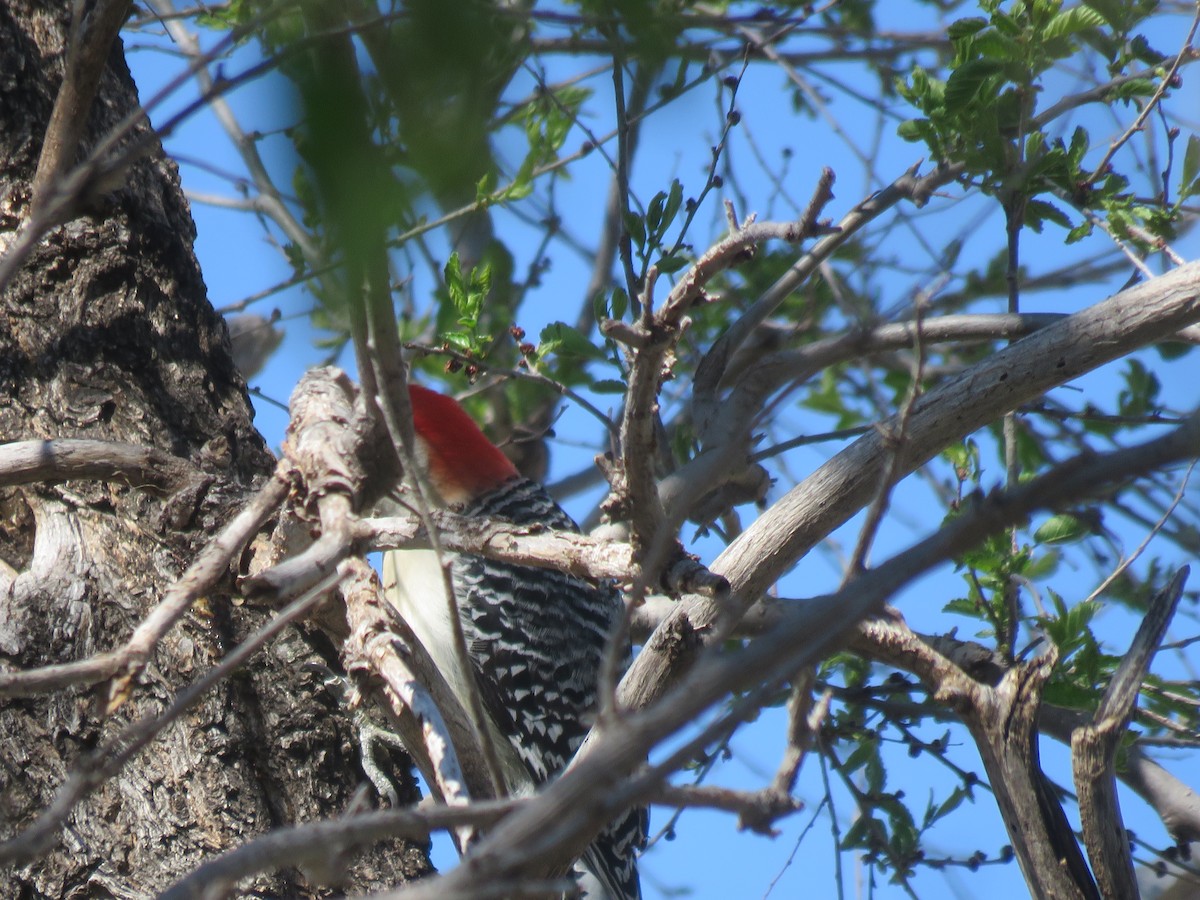 Red-bellied Woodpecker - ML151672111