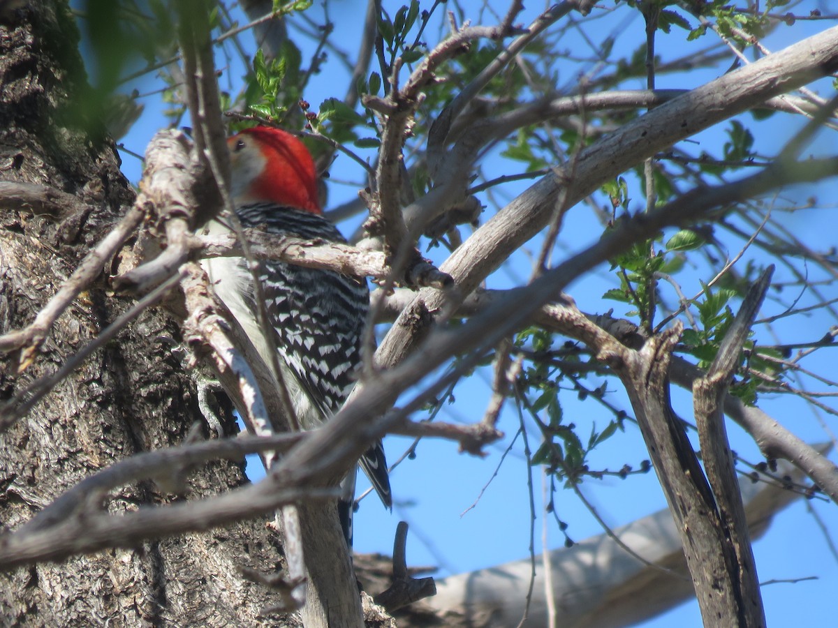 Red-bellied Woodpecker - ML151672121