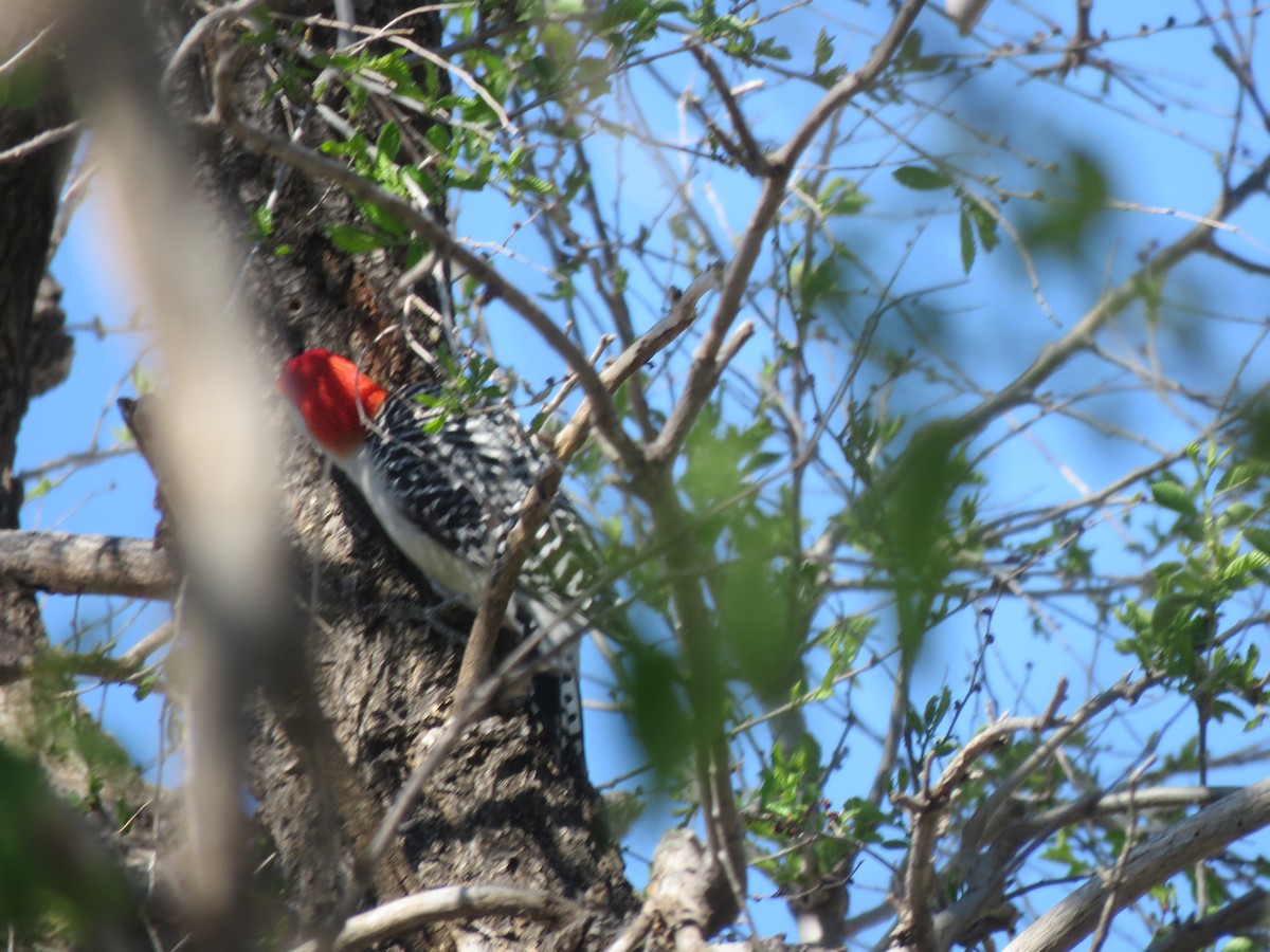 Red-bellied Woodpecker - ML151672131