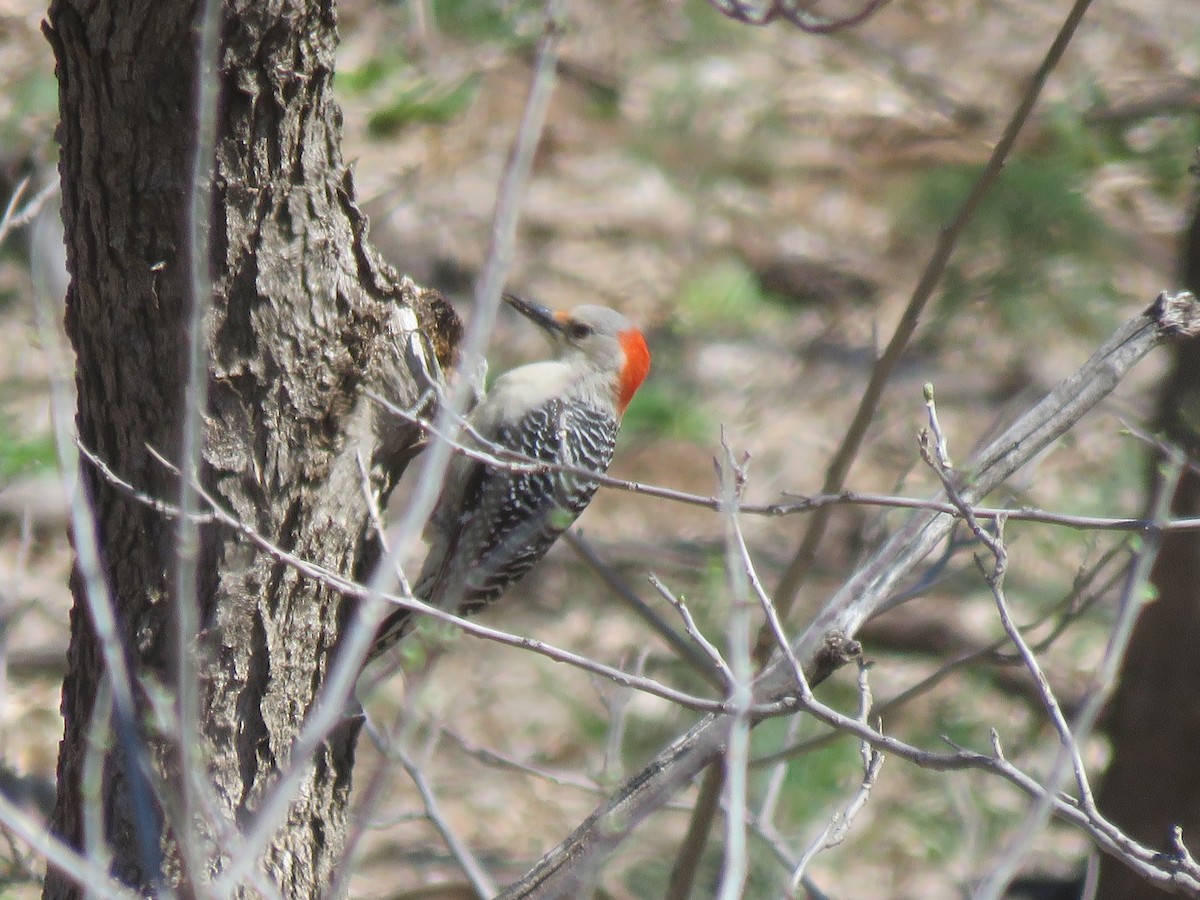 Red-bellied Woodpecker - ML151672151