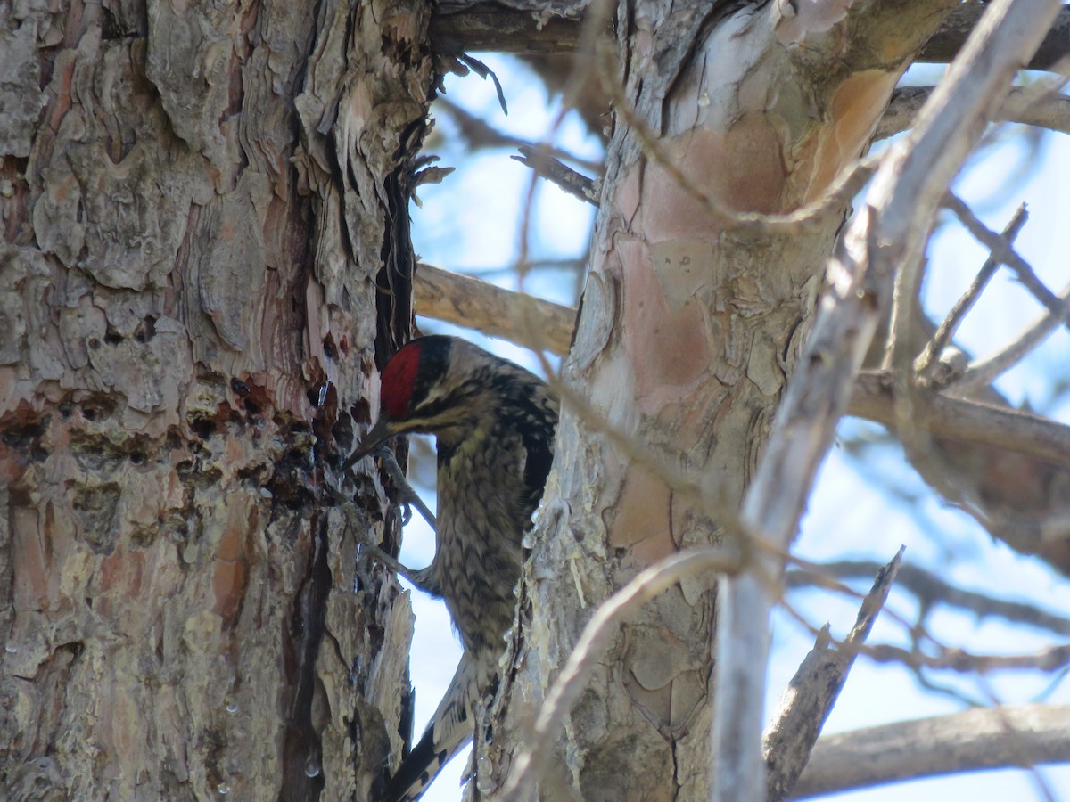 Yellow-bellied Sapsucker - Suzi Holt