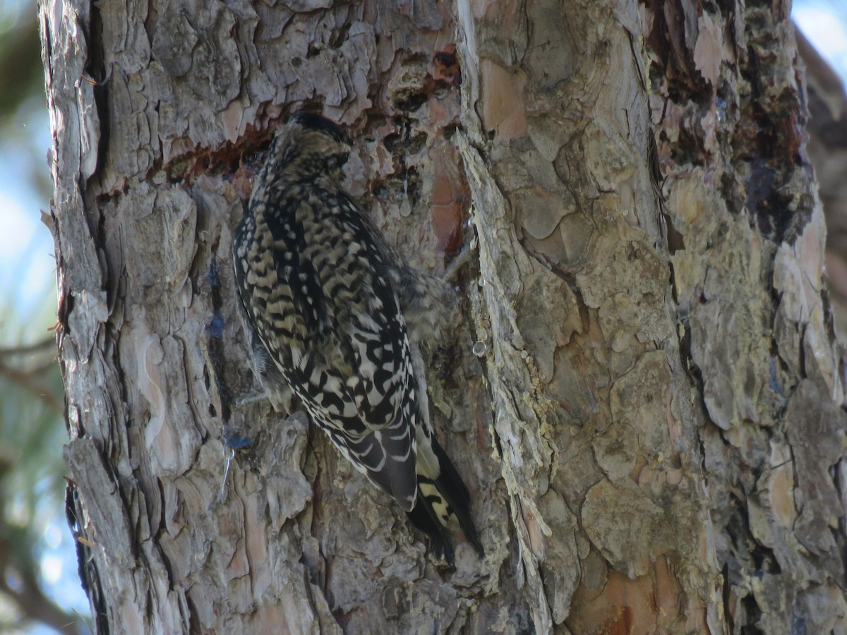 Yellow-bellied Sapsucker - ML151672361