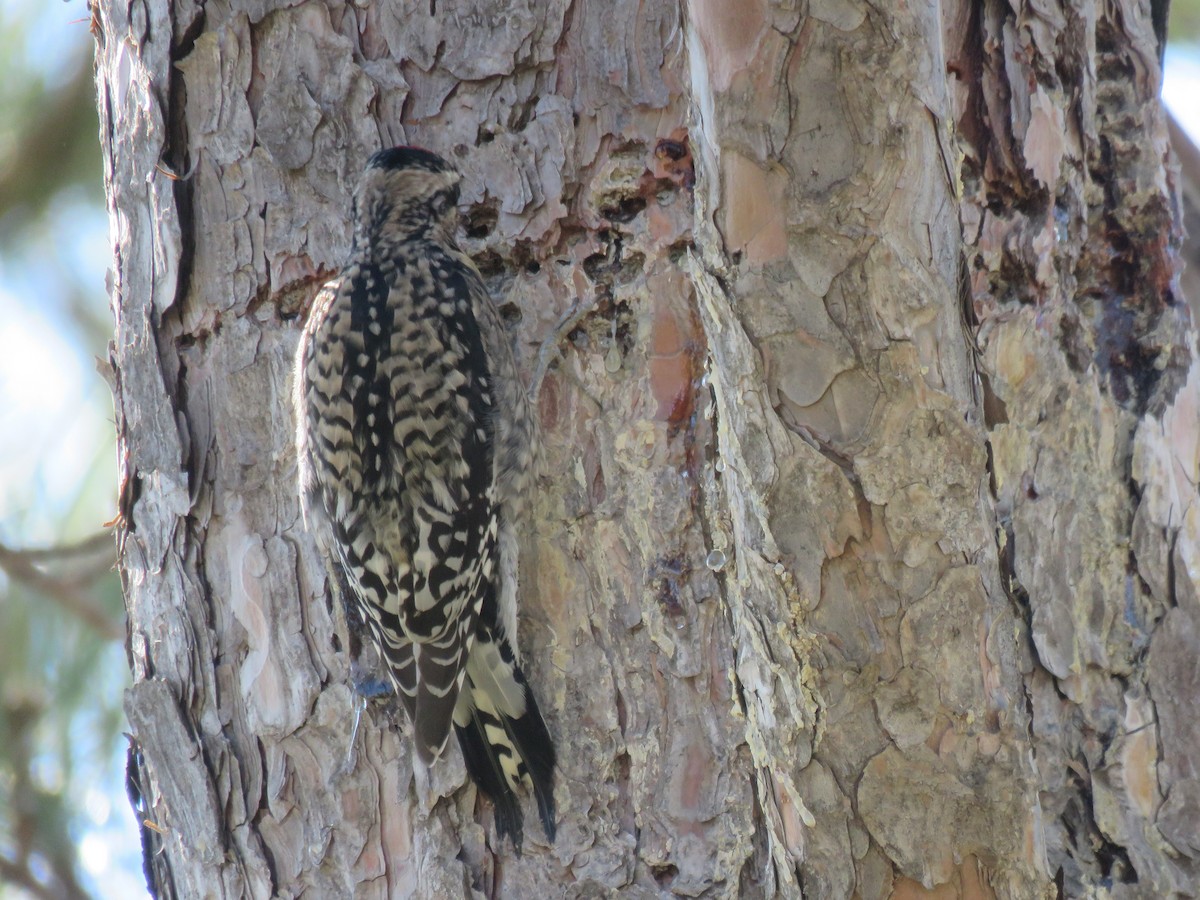 Yellow-bellied Sapsucker - ML151672371