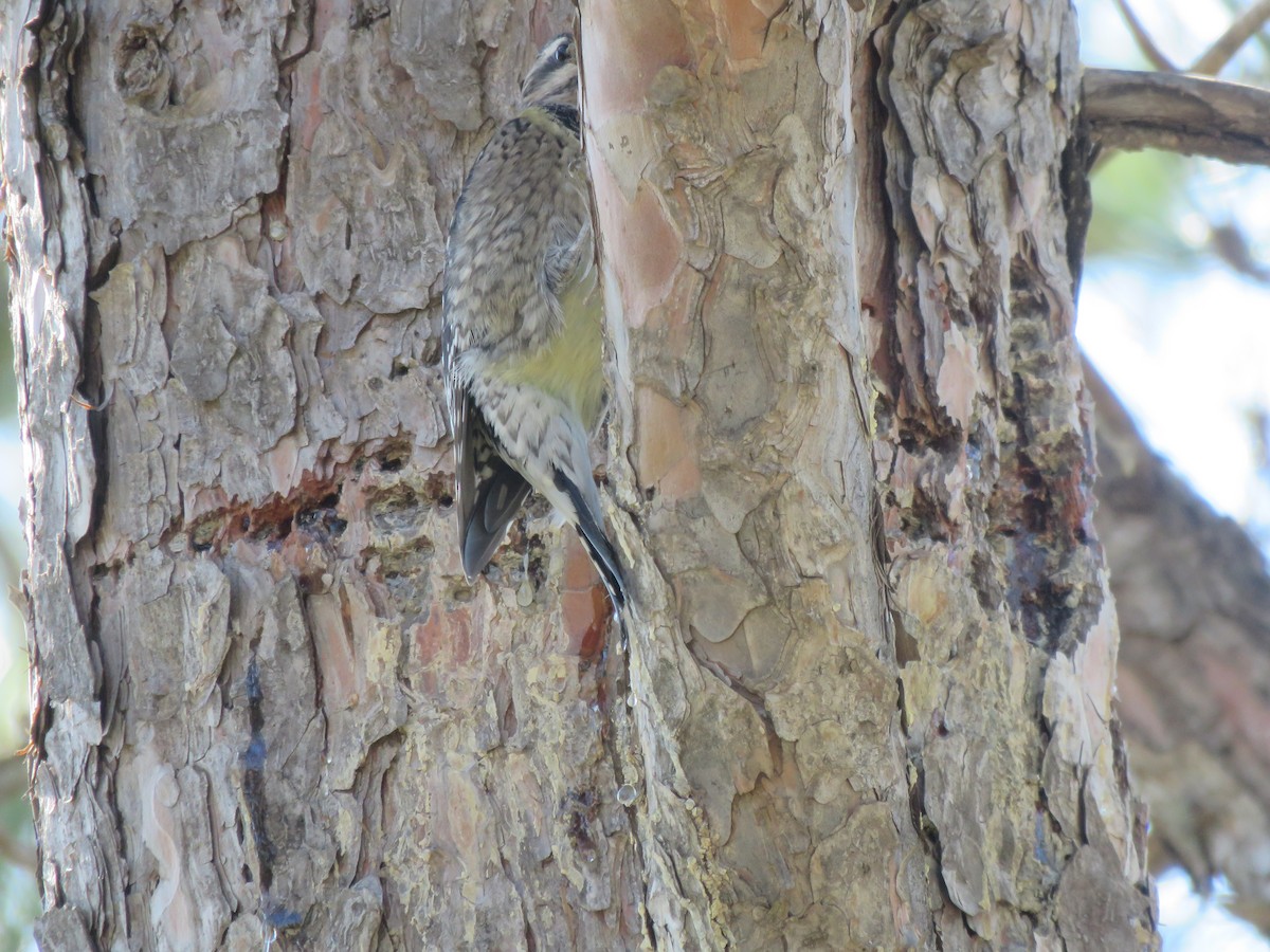 Yellow-bellied Sapsucker - ML151672411