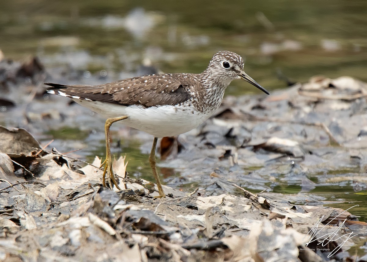 Solitary Sandpiper - ML151673461