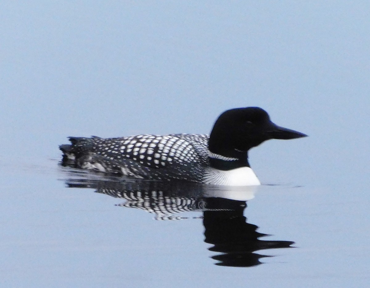 Common Loon - ML151675471