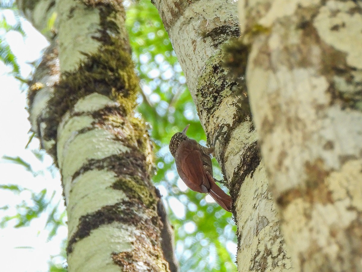 Streak-headed Woodcreeper - ML151676561