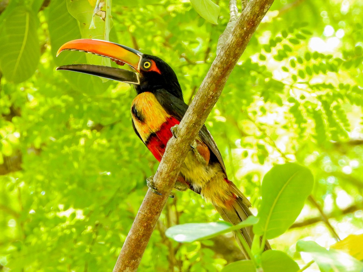 Fiery-billed Aracari - ML151676661