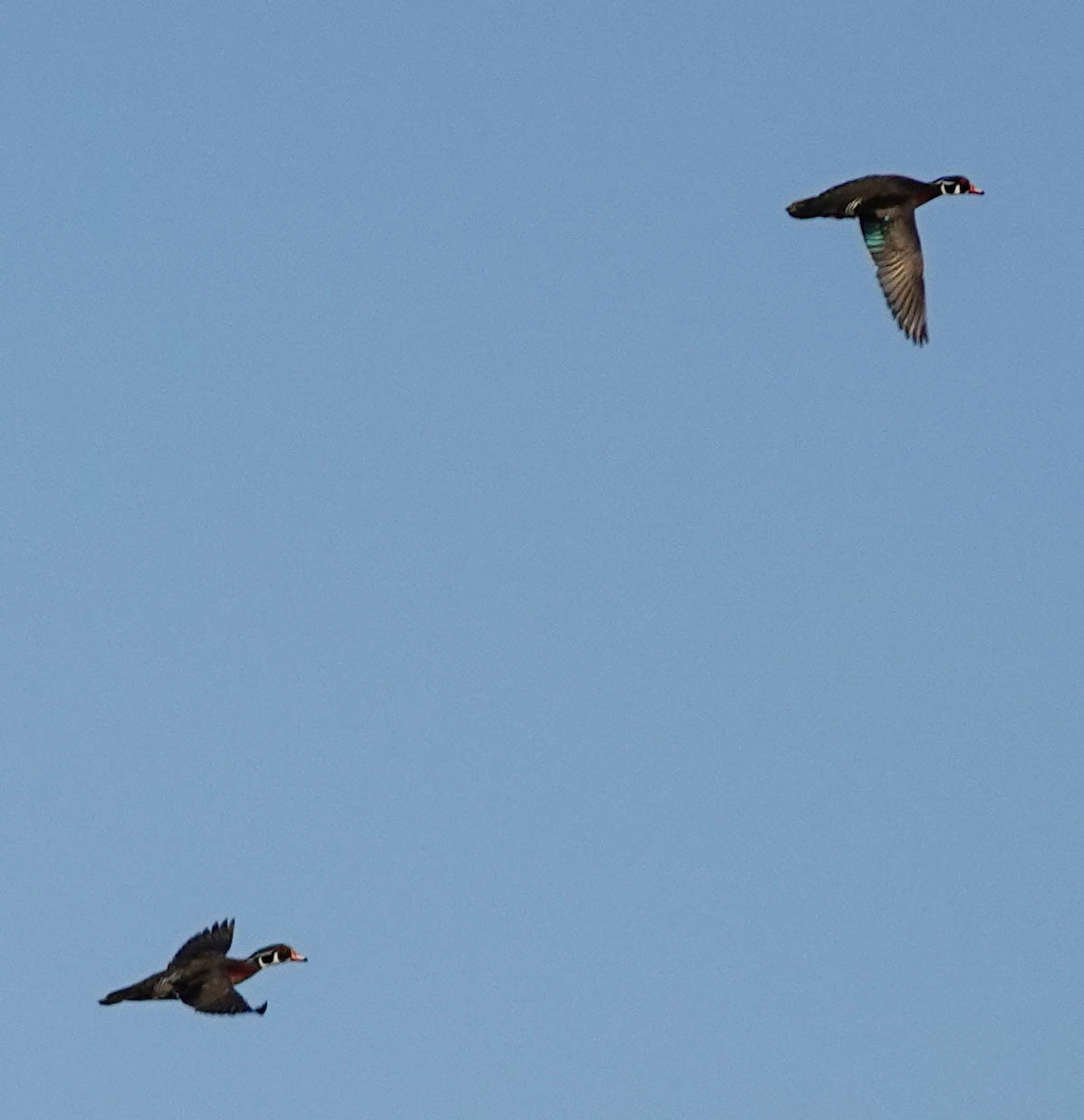 Wood Duck - ML151677041