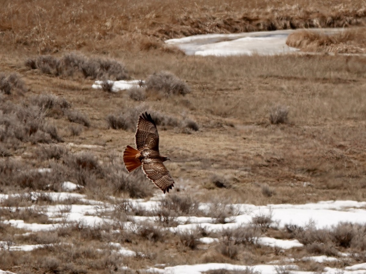 Red-tailed Hawk - ML151677161