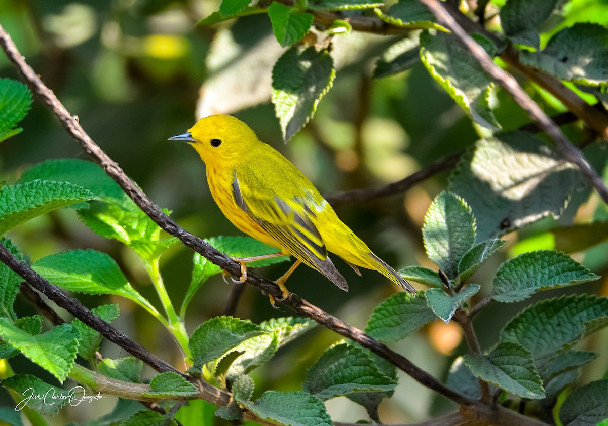 Paruline jaune - ML151677471