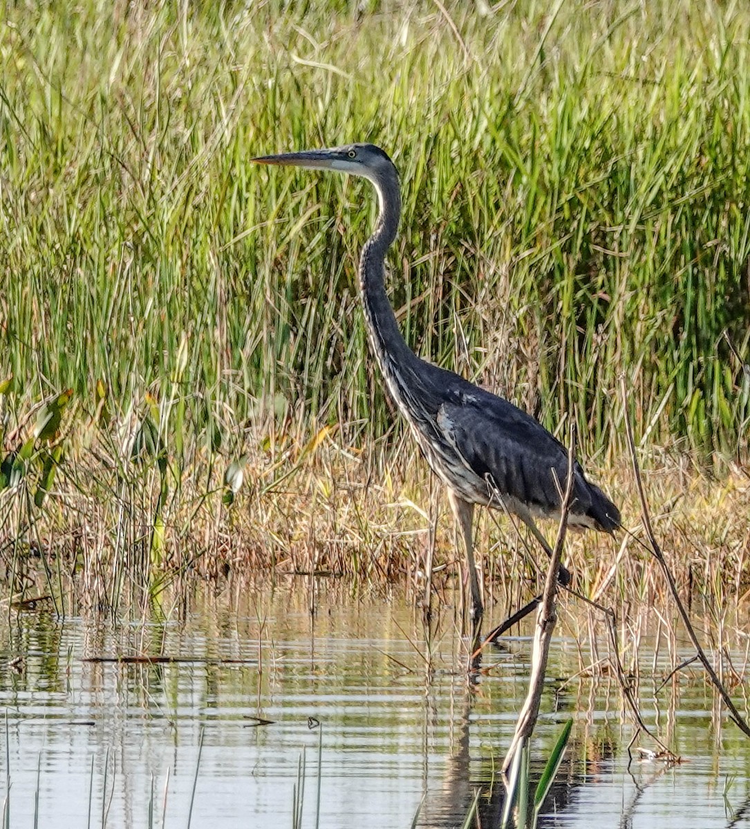 Great Blue Heron - Doreen LePage