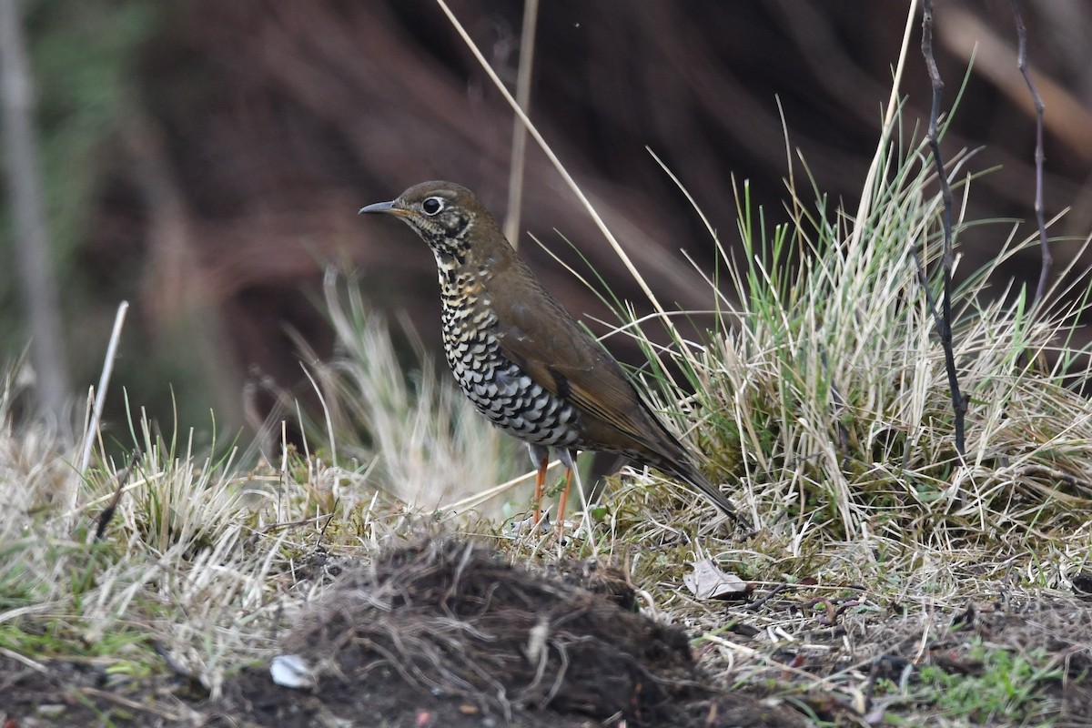 Alpine Thrush - ML151677621