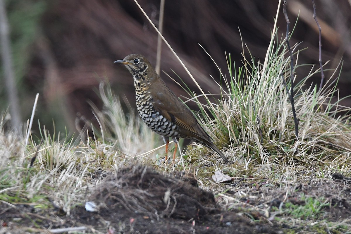 Alpine Thrush - ML151677631