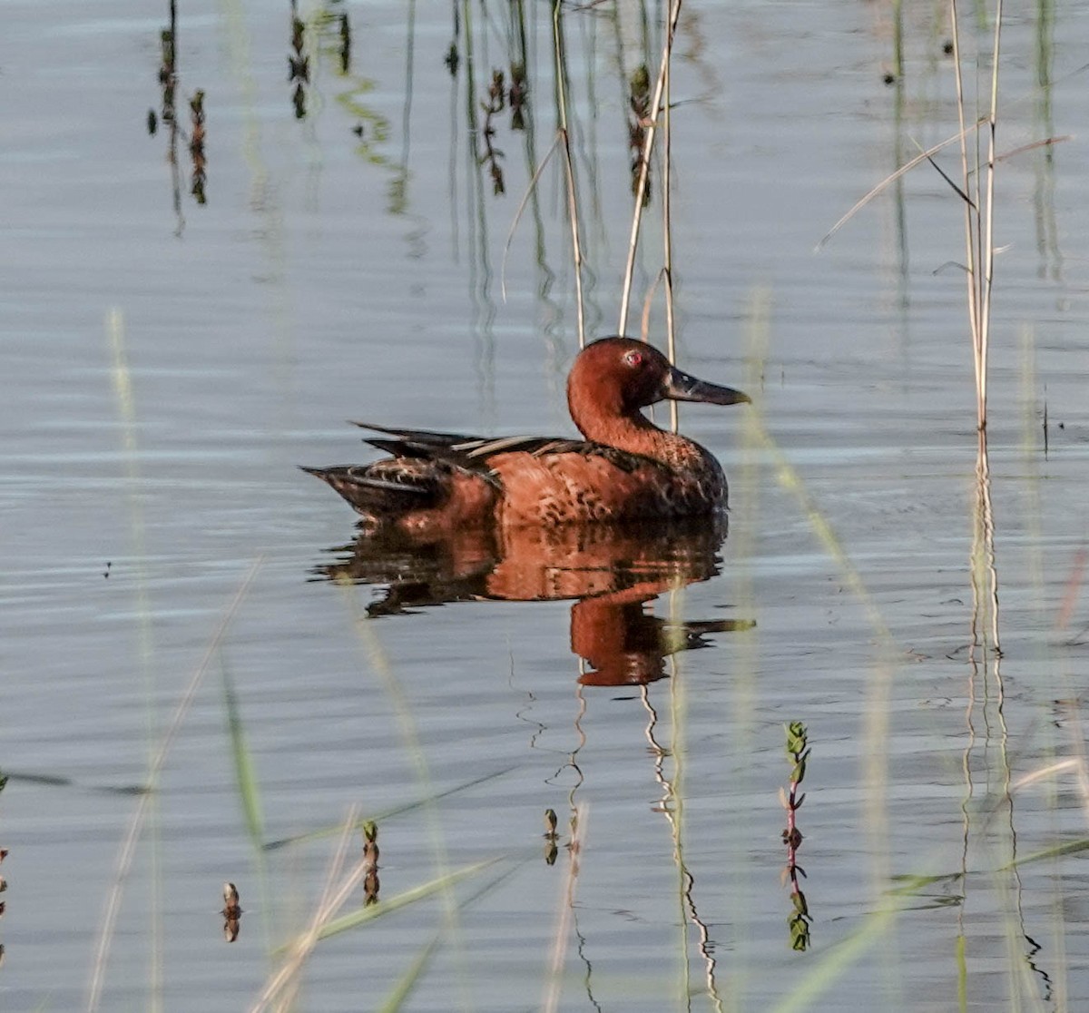 Cinnamon Teal - Doreen LePage