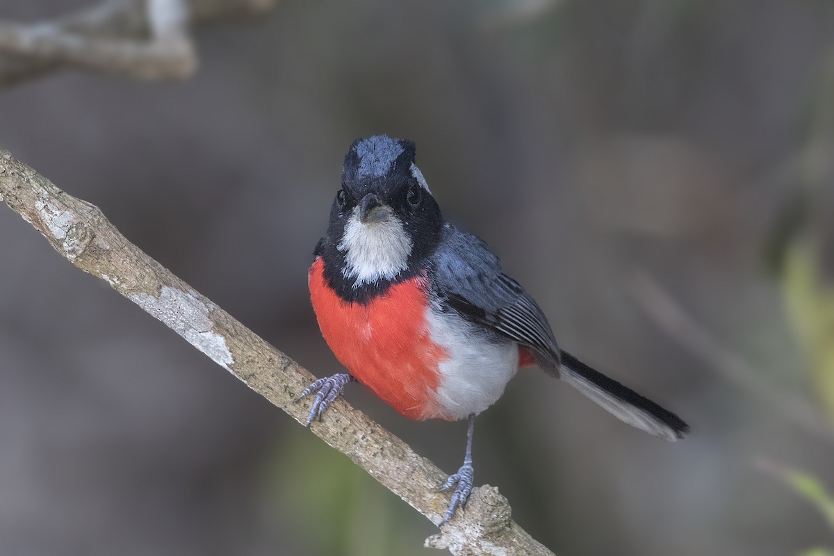 Red-breasted Chat - Bradley Hacker 🦜
