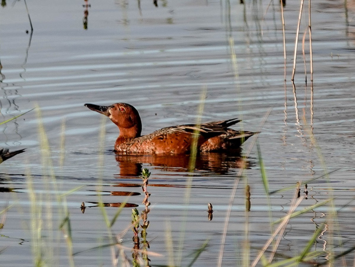 Cinnamon Teal - Doreen LePage