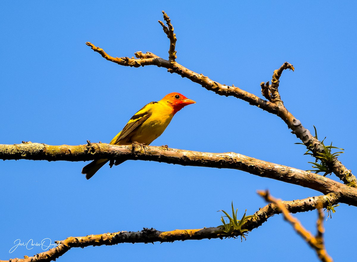 Western Tanager - ML151679341