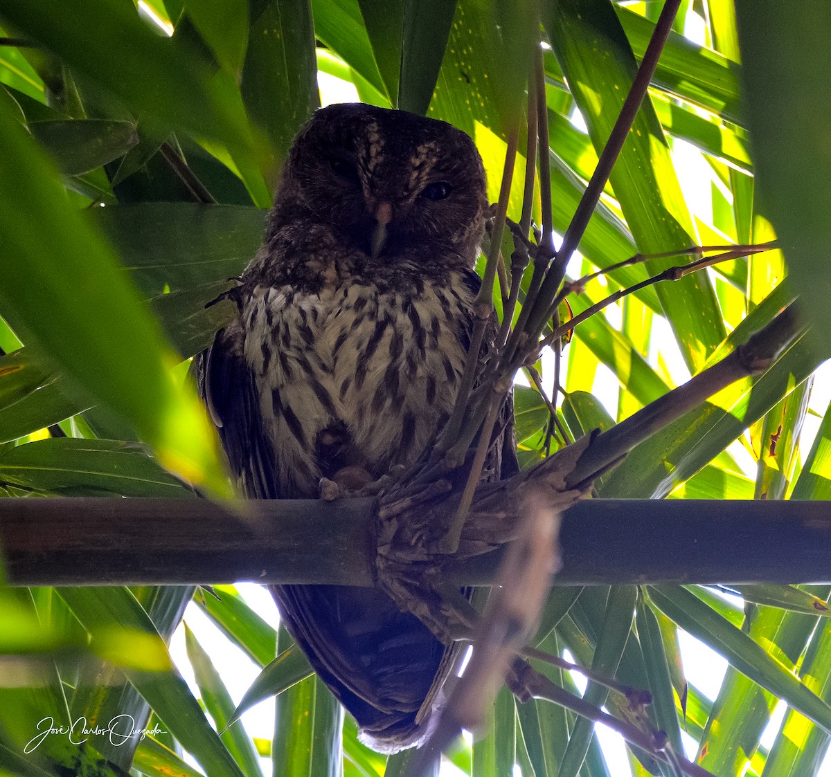 Mottled Owl - ML151679701