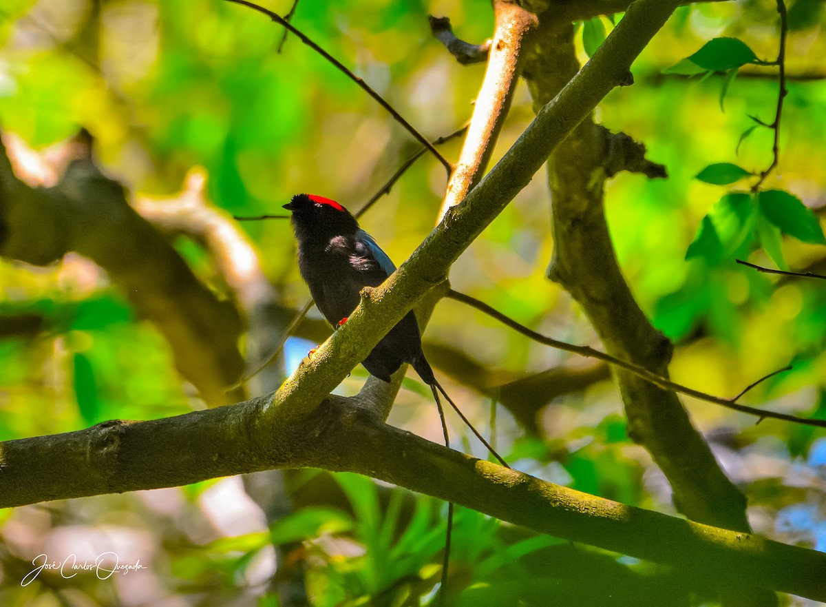 Long-tailed Manakin - ML151680451