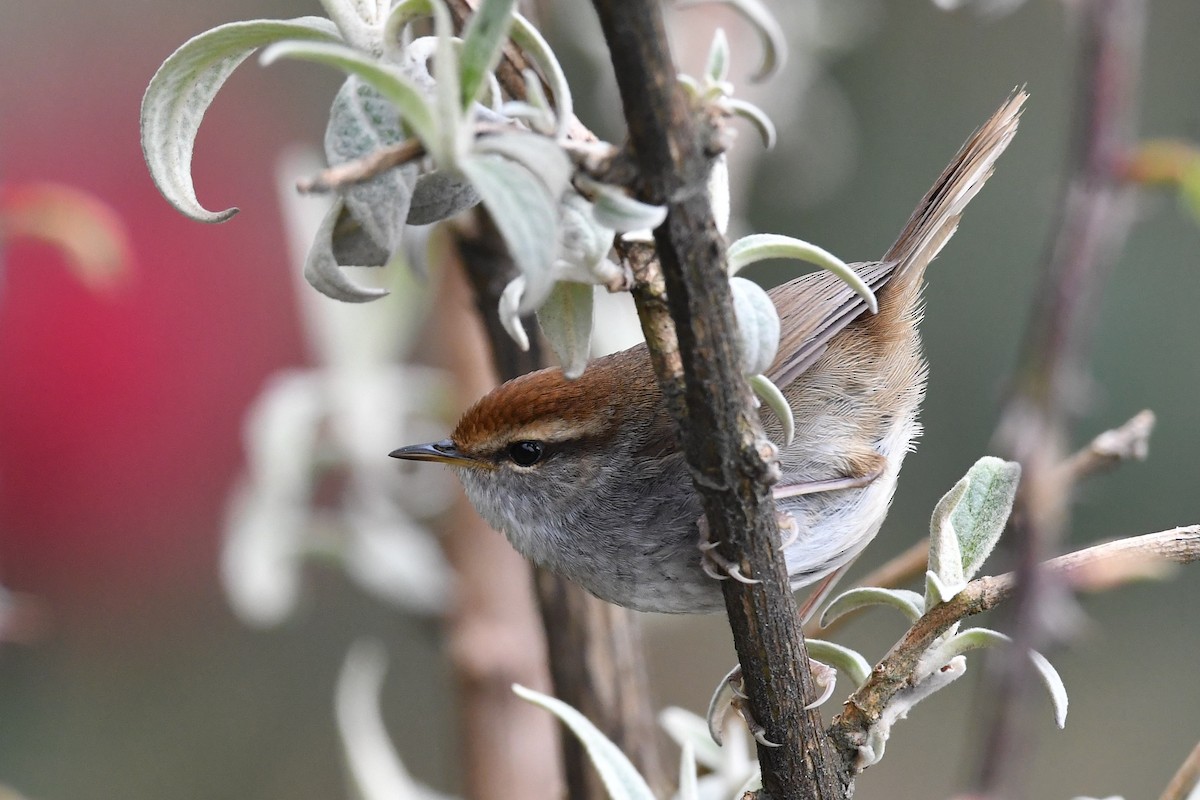 Gray-sided Bush Warbler - ML151680781