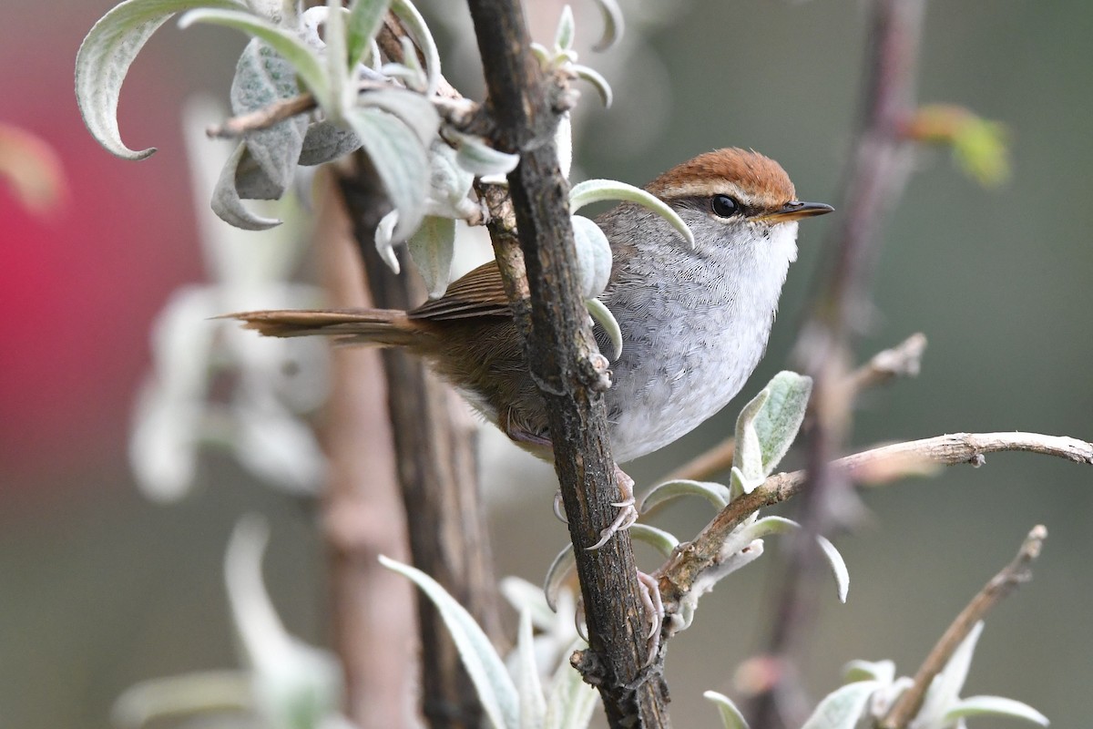 Gray-sided Bush Warbler - Sriram Reddy