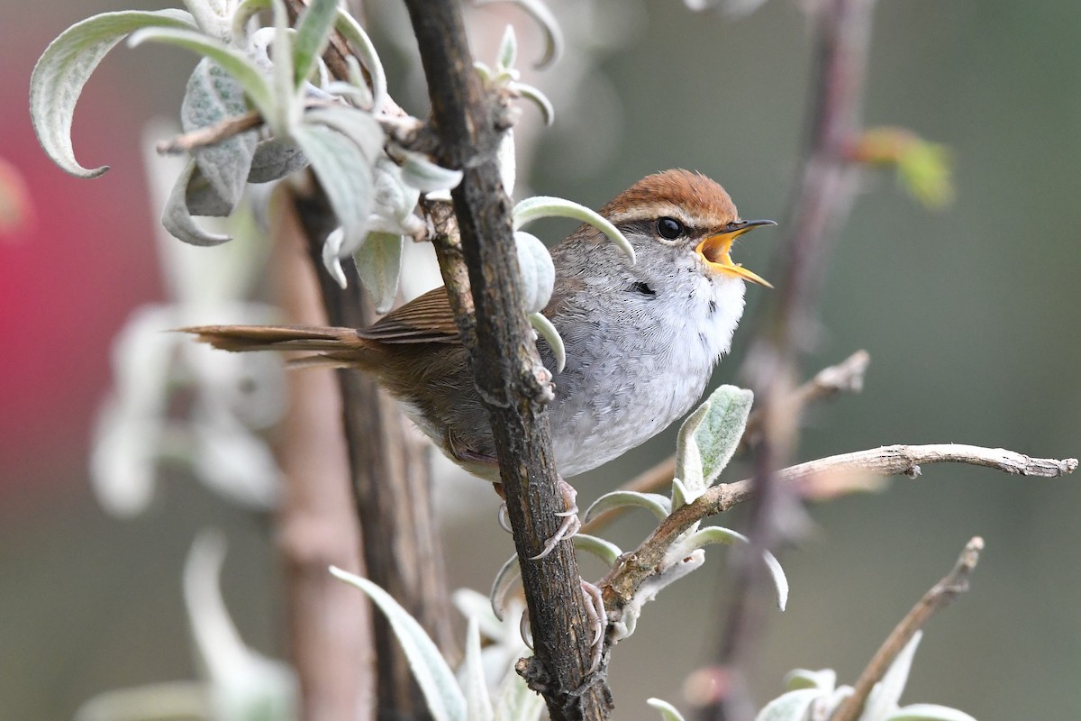 Gray-sided Bush Warbler - Sriram Reddy