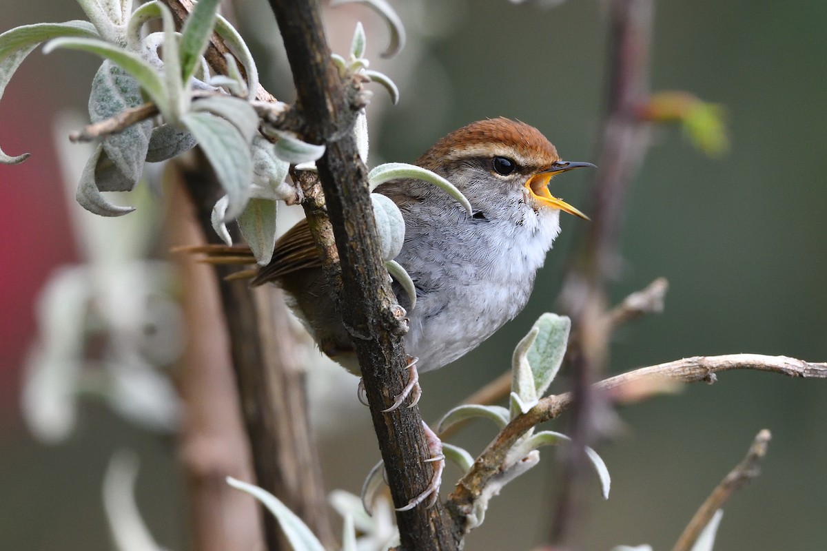 Gray-sided Bush Warbler - ML151680861