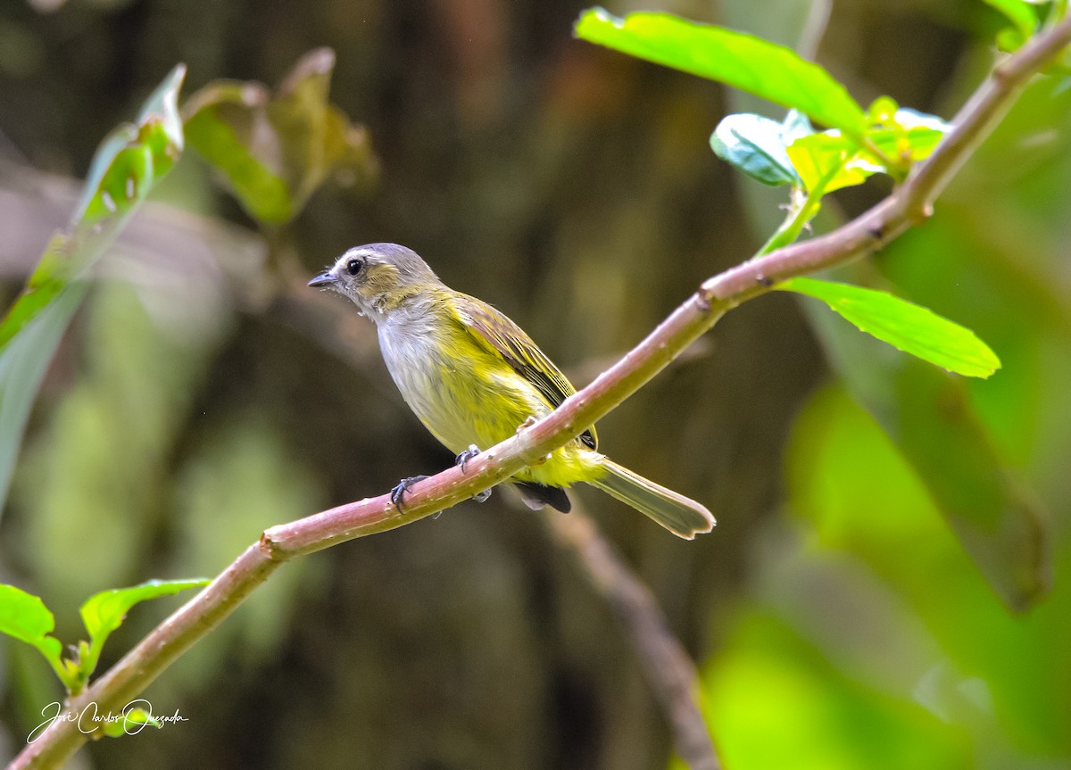 Guatemalan Tyrannulet - Carlos Quezada