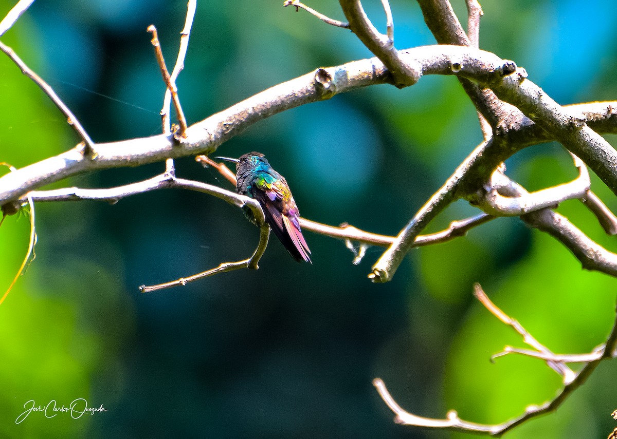 Berylline Hummingbird - ML151681271